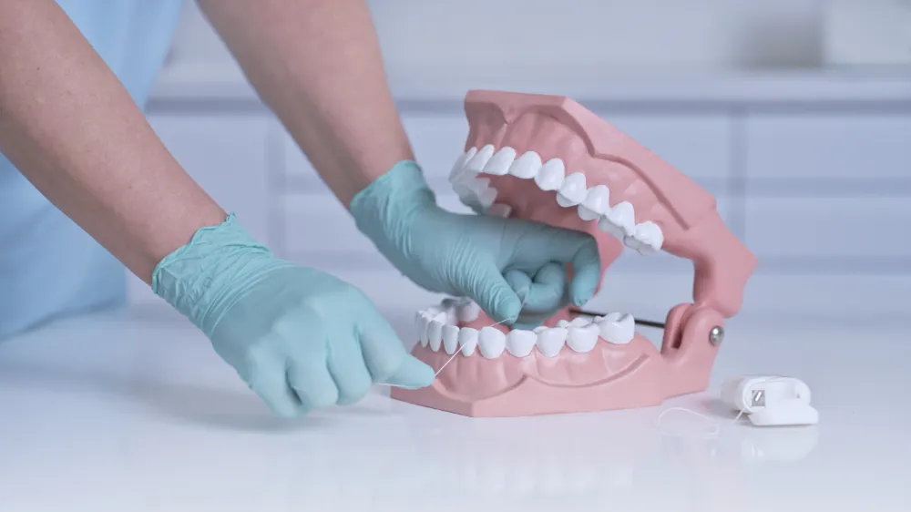 Modell eines menschlichen Kiefers, während eine Hand mit blauen Handschuhen eine Zahnreinigung durchführt. Ideal für zahnmedizinische Schulungen oder Produkte.